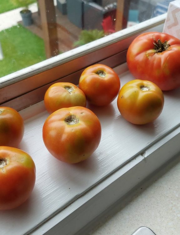 how to ripen tomatoes